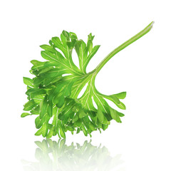 Curly leaf parsley closeup with reflection on an isolated white background