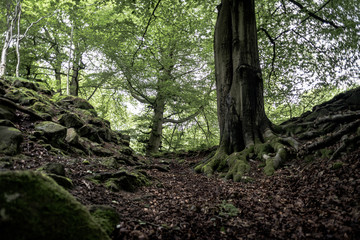 Naklejka premium tree in forest