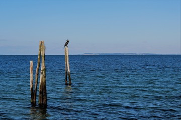 cormorant on a pole in the sea