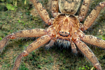 Huntsman spider, Sparrasidae, Heteropoda, foraging in rainforest at night