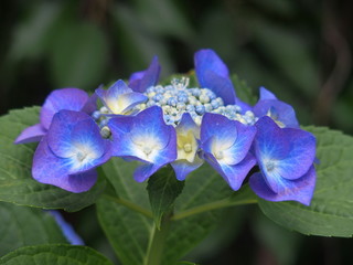 青い額紫陽花