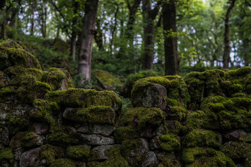 Ancient wall in the woods