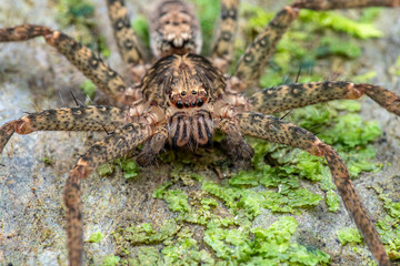 Huntsman spider, Sparrasidae, Heteropoda, foraging in rainforest at night