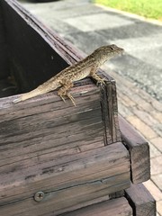 lizard on flower box