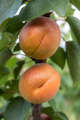 Apricot Branch With Ripe Fruits 