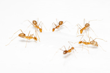 Anoplolepis gracilipes, yellow crazy ants, feeding on spilt food in a kitchen