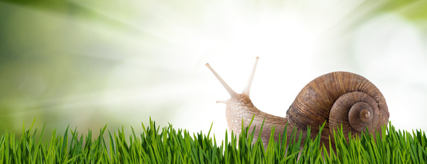 image of a snail on the grass in the park closeup