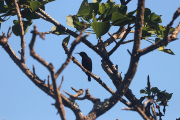 Birds of South Africa - Amethyst Sunbird