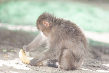 Native Japanese macaque Macaca fuscata known as the snow monkey, eating banana in a park