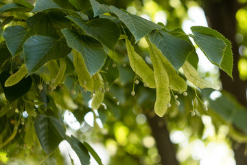 A branch of Linden tree. Tilia americana. Background of Linden trees leaves.