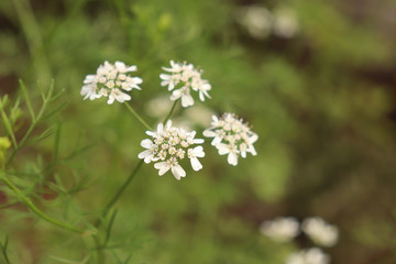 Close-up of Coriander Flowers
