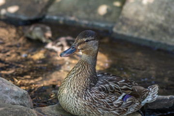 A duck swimming in a small stream