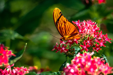An orange butterfly in the garden