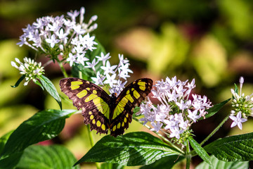 A yellow and black butterfly in the summer garden
