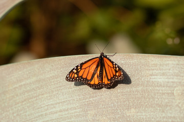 An orange butterfly in the garden