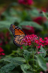 An orange butterfly in the garden