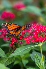 An orange butterfly in the garden