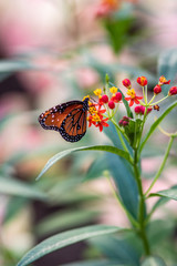 Fototapeta na wymiar An orange butterfly in the garden