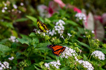 Two different butterflies play tag in the summer garden