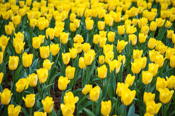 Obraz premium Spring background with beautiful yellow tulips. Bunch of tulips growing on the field. Netherlands. Keukenhof. Holland tulips.