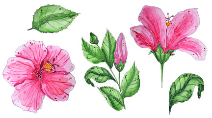 Hand painted watercolor tropical flowers.