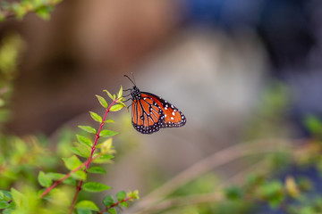 An orange butterfly in the garden