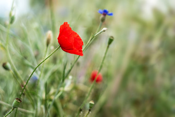 Obraz premium One red poppy flower on a blurred background.