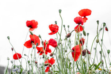 A group of red poppies on a white background.