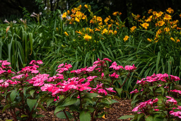 pink and yellow flowers in the summer garden