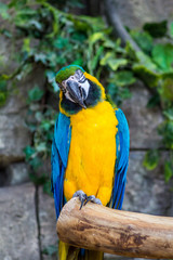 Macaw parrots in the Minsk zoo