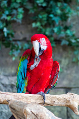 Macaw parrots in the Minsk zoo
