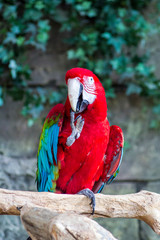 Macaw parrots in the Minsk zoo