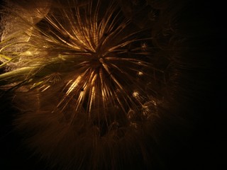 flower under light
