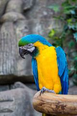 Macaw parrots in the Minsk zoo
