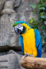 Papier peint photo Perroquet Macaw parrots in the Minsk zoo  © HENADZI BUKA