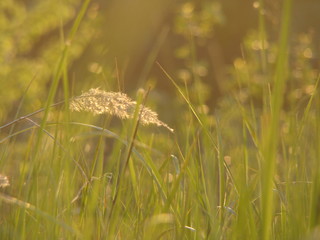 field of wheat