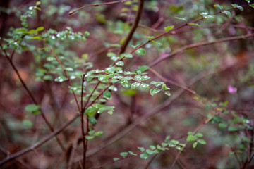 Bush twigs with dew drops on small green leaves with brown fall blurred background. Freshness of nature after rain. Green plants with water drops on leaves. Autumn rainy weather. Fall textures  