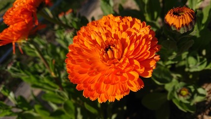 red flowers in the garden