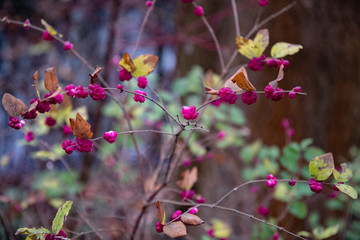 Small round purple berries on branches with green and yellow leaves on blurred background. Bunches of pink berries on wild bushes in woodland. Autumn textures. Natural seasonal backdrop.  