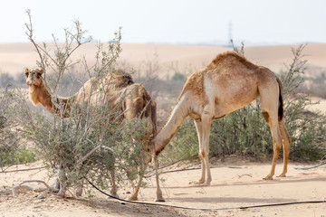 Middle eastern camels eating leaves from desert trees near Al Ain, UAE