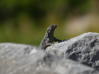 lizard on rock