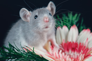 Cute rat with big ears on a black background