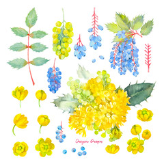 Mahonia Aquifolium. Botanical set of the yellow flowers and the leaves of Oregon grape. Watercolor illustration.