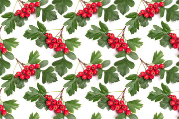 Pattern berry red whitethorn on a branch with green leaves