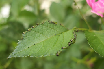 バラの葉を食べる虫 - Caterpillars eating the rose leaf
