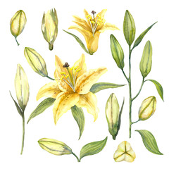 Set of Yellow Oriental Trumpet Lilium 'Manissa'. Yellow flowers of lilium and lily buds. Watercolor illustration.