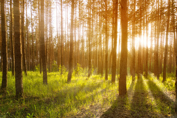Sunset or sunrise in the forest, the sun's rays make their way through the trees. Forest landscape. Tinted, soft focus.