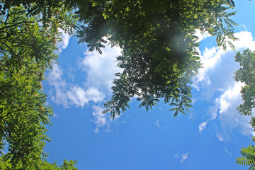 하늘과 나무가지잎