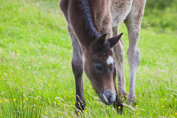 Baby Foal 