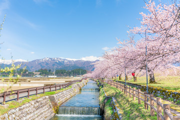 日本の春　富山県入善町 黒部川堤防桜堤の桜並木
